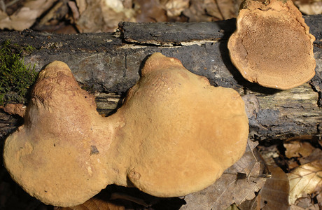 Zimtfarbener Weichporling (Hapalopilus nidulans ) - © Heinz Prelicz